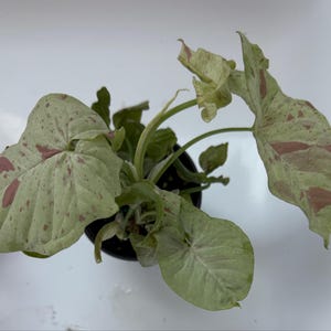 Syngonium Podophyllum Milk Confetti Tricolor Pink Variegated live 2” or 4” potted plant house plant mint green & pink growers Choice