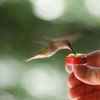 Trio of Hum-button™, Mini Hand Held Hummingbird Feeders New Style 2017 ...
