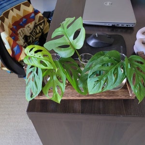 Elizabeth さんが購入した商品の写真を追加しました