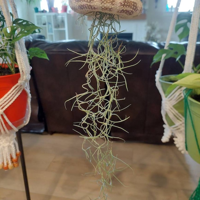 Spanish Moss ( Tillandsia Usneoides) Indoor Airplants at Rs 299.00, Decorative Plant