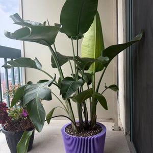 Nora added a photo of their purchase