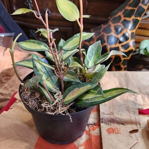 Barbara added a photo of their purchase