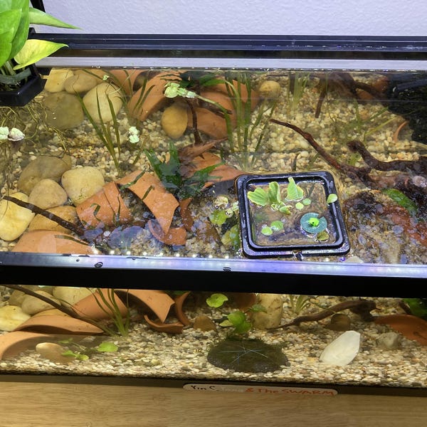 Curated visual reference: Curated Inexpensive Cichlid Aquarium Kits Gallery View 42