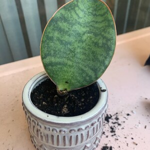 Sydney added a photo of their purchase