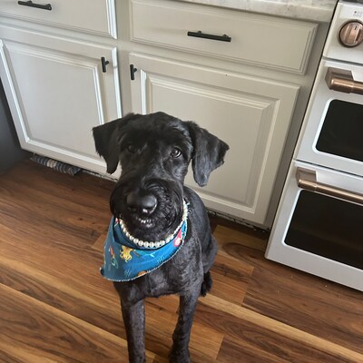 Dog Pearl Necklace, Pet Pearl Collar, Pet Jewelry, Dog ID Tag