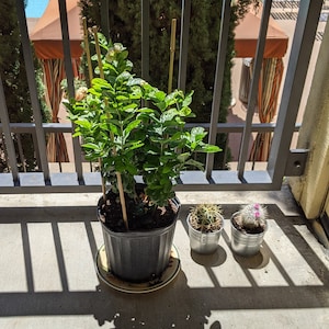 Priyanka added a photo of their purchase