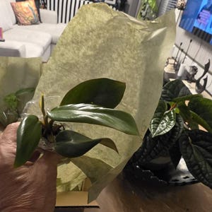 Evelyn added a photo of their purchase