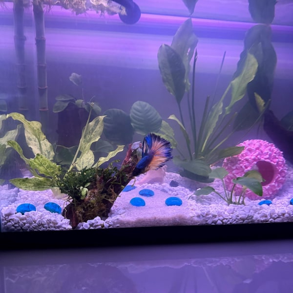 Photo inspiration: Curated Inexpensive Cichlid Aquarium Kits Gallery View 49