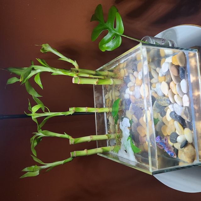 6 pouces Lucky Bamboo Dracaena sanderiana Plante de démarrage marginale  aquatique vivante pour jardins d'eau, étangs et aquascapes -  Canada