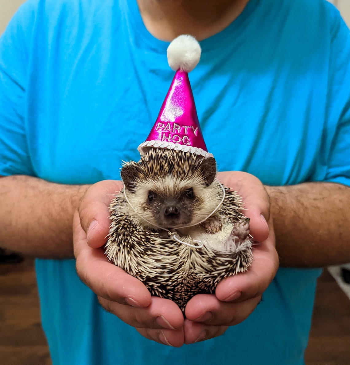 Customer photo of a pet with the First Birthday hat and matching tie or bow