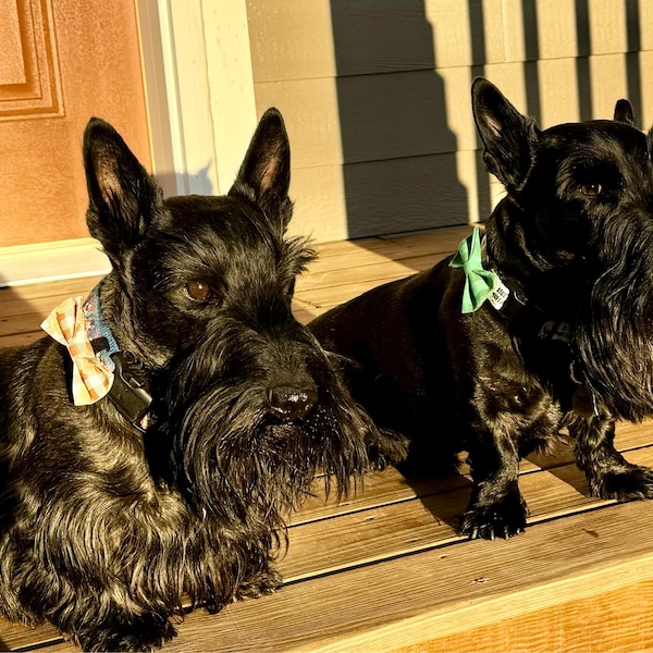 dog bow tie wholesale