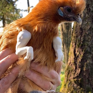 tiny t rex arms for chickens