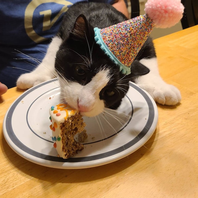 Cat Birthday Hat 6-Pack Pet Birthday Hats Adjustable Mini Party