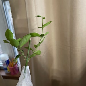 Rucmani added a photo of their purchase