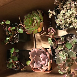Hkitty added a photo of their purchase