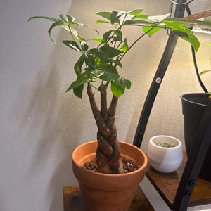 Alisha added a photo of their purchase