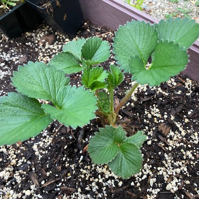 6 Raspberry Plants Caroline Large Fruits, High-yielding 6 Lrg 1 Year ...