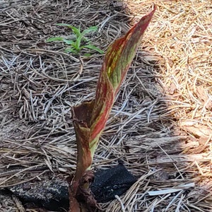 Comprador de Etsy ha añadido una foto de su compra