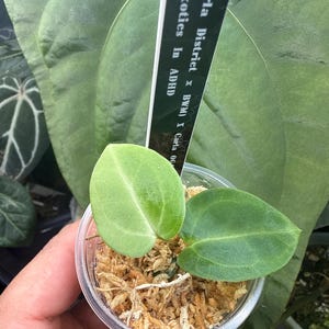 Mason さんが購入した商品の写真を追加しました