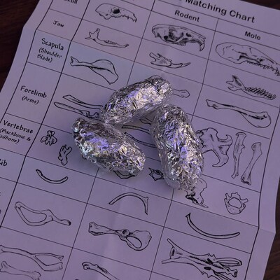 Barn Owl Pellets 1.5-2 Inches (Pack Of 25) - Sterilized For Classroom Dissection