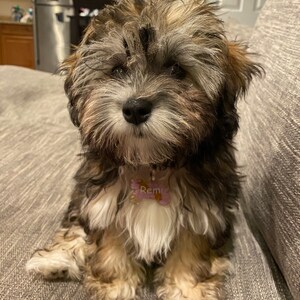 Resin Personalised Dog Tag / Pet Tag / Collar ID Tag / Resin - Etsy