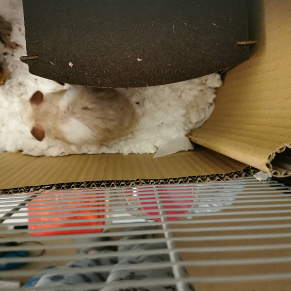 DIY Cardboard Hamster Cabin: Enrichment Hide House Cage Accessory - Etsy - Local Hamster Cabin Kits For Construction