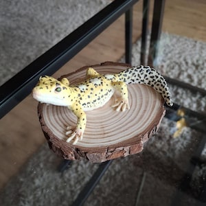 Lynn added a photo of their purchase