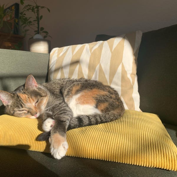 Jute Rope for Cats to Climb – WITHOUT MOUNTING, Jute Scratcher Cat Toy ...