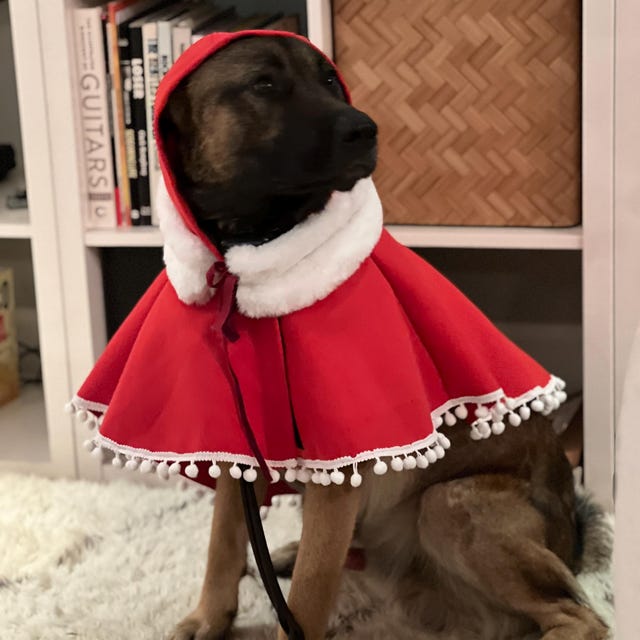 Haustier-Abschlusskappe Mit Fliege – Süßes Outfit Für Hunde & Katzen Zur Graduierung, Party Oder Fotoshooting