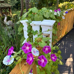 Caroline added a photo of their purchase