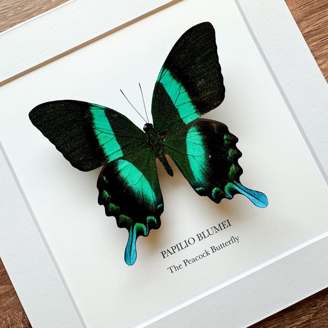 Real Butterfly for Art Project Papilio Blumei Indonesia - ID