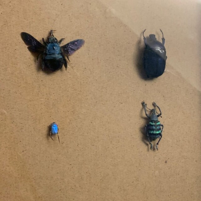 標本 France Hoplia coerulea set blue scarab beetle (Hoplia coerulea), male, Orleans, France