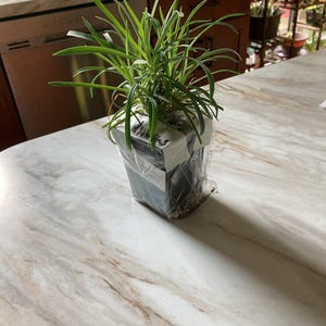 grace added a photo of their purchase