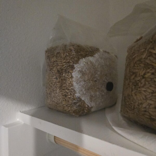 Piastre PDA (potato Dextrose) Agar Petri Pre-versate In Piastre Da - Foto 8