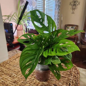 Nicole added a photo of their purchase