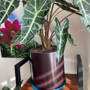 mina added a photo of their purchase
