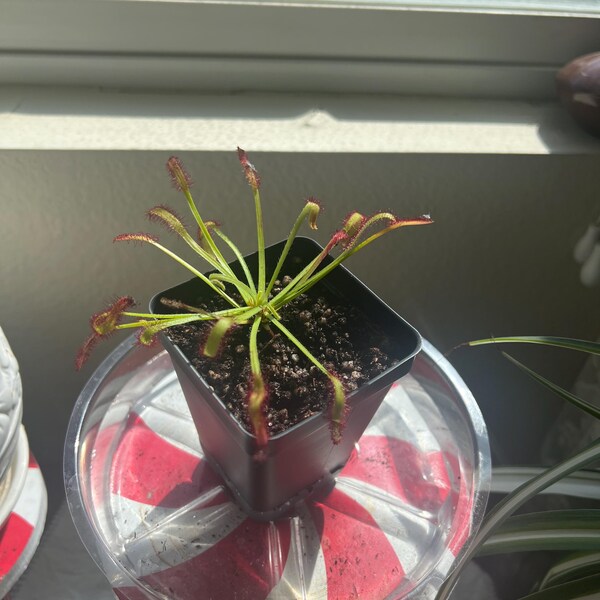 Picture of Carnivorous Safe Plant Fertilizer for Pitcher Plants - Osmocote - 14-14 ...
