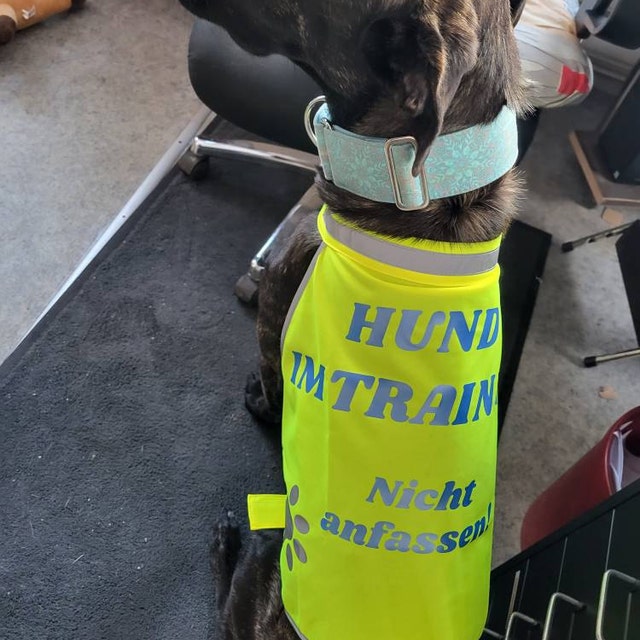 Personalisierte Hunde-Warnweste Hund im Training personalisiert
