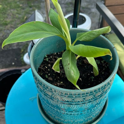 Blue Java Banana Tree Ice Cream Banana Plant Starter Fruit Tree Live ...