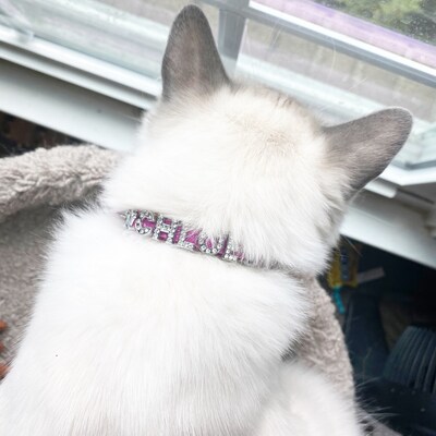 XXS Dog Collar Personalized Collar the Sparkles Extra Small Dog Collar