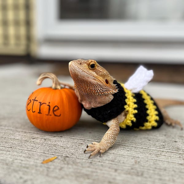 Crocheted Bee Costume for Bearded Dragon | Adult Lizards - Etsy