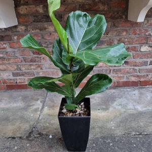 Alison added a photo of their purchase