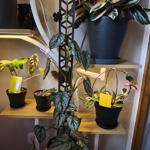Lena-Mareen added a photo of their purchase