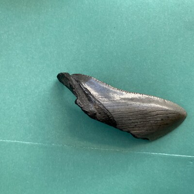 Broken Megalodon Shark Teeth, Real Fossil Sharks Tooth, Unique Arts and