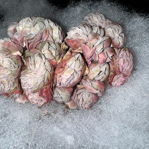 Shelby ha añadido una foto de su compra