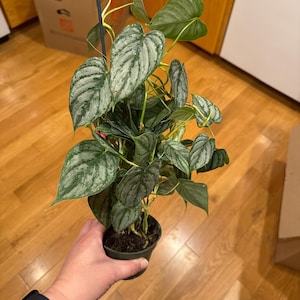 Theresa added a photo of their purchase