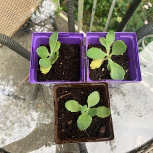 Cheryl ha añadido una foto de su compra