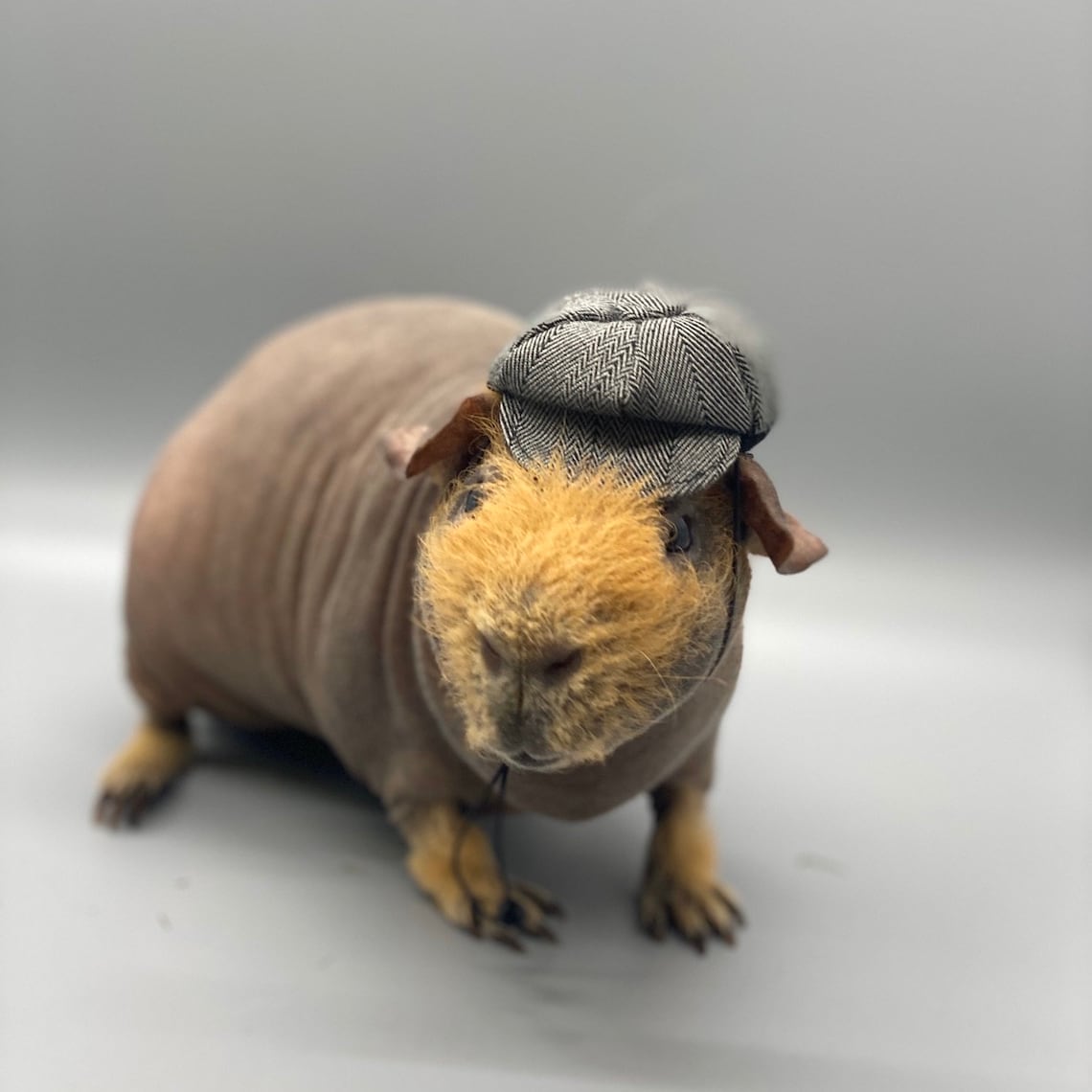 Customer photo of a pet with the Newspaper Boy Hat  for small pet Hedgehog Vogue