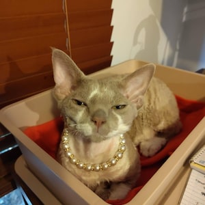 Brooke ha añadido una foto de su compra