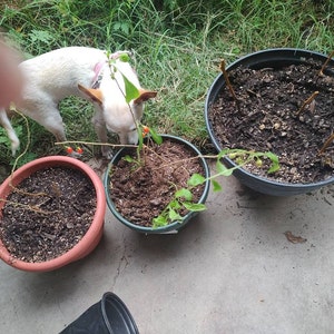 Peggy ha añadido una foto de su compra